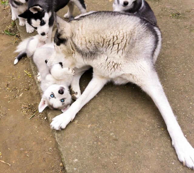 כלבה מסוג האסקי עם הגורים שלה